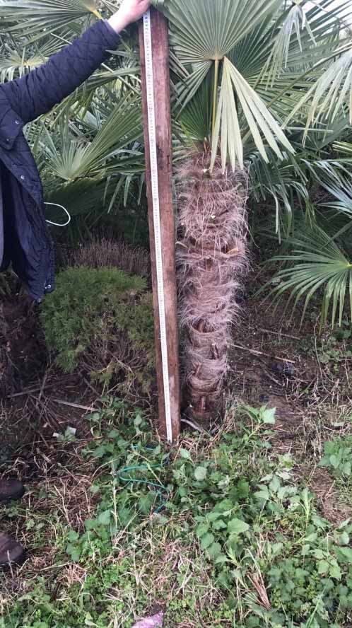 Trachicarpus fortunci frost-resistant palm